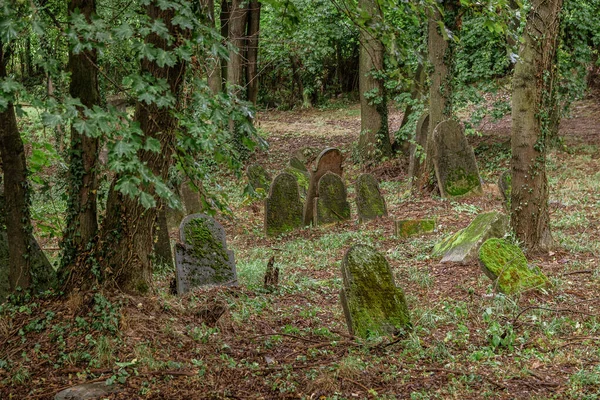 Vecchio Cimitero Ebraico Con Alberi Intorno Polonia — Foto Stock