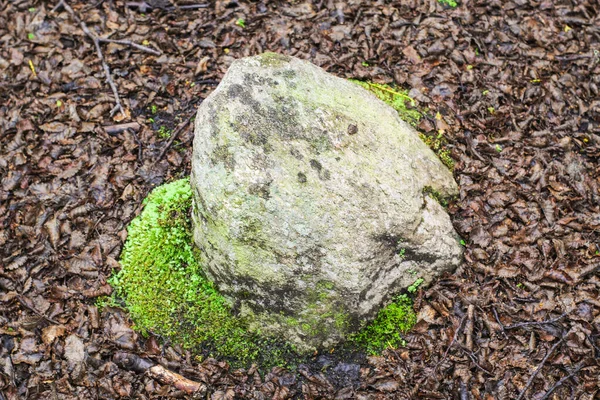 Een Hoge Hoek Shot Van Een Stenig Overwoekerd Met Mos — Stockfoto