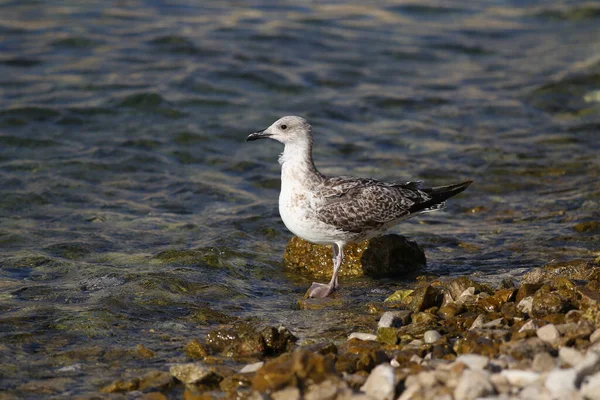 Uma Gaivota Cinzenta Fica Uma Costa Rochosa — Fotografia de Stock