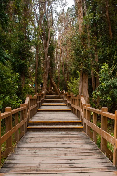 Plano Vertical Escaleras Madera Que Conducen Través Hermoso Bosque — Foto de Stock