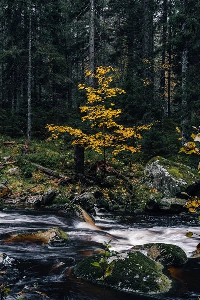 Žlutý Strom Nad Horskou Řekou Podzim Česku — Stock fotografie