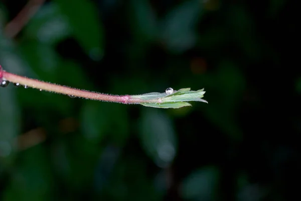 Una Macro Toma Gota Agua Extremo Hoja Sobre Fondo Borroso —  Fotos de Stock