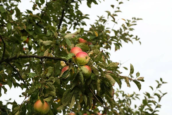 Zbliżenie Czerwonych Zielonych Jabłek Kropelkami Wody Wiszącymi Gałęzi Drzewa Sadzie — Zdjęcie stockowe