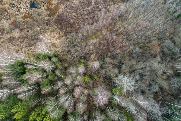 Ormanın Güzel Bir Yukarıdan Çekimi — Stok fotoğraf