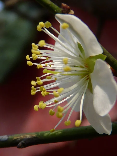 Крупним Планом Вертикальний Знімок Однієї Білої Квітки Прунуса Розквіті — стокове фото