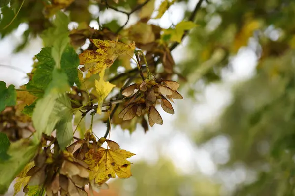 A closeup of a dried autumnal plat under the sunlight — Stock Image Closeup Dried Autumnal Plat Sunlight Stock Image