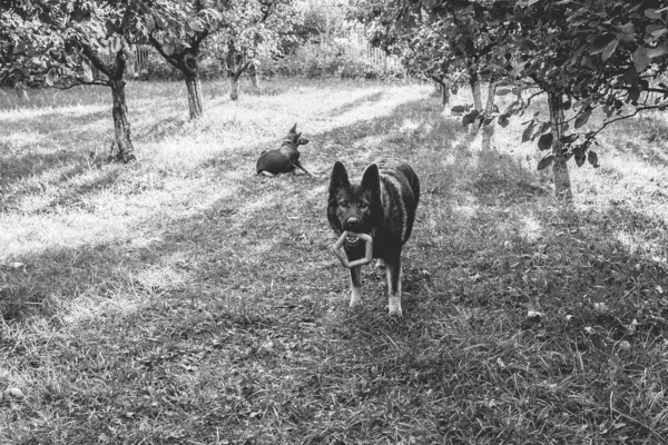 Gråskala Närbild Skott Tyska Shepherd Hundar Spelar Gräset — Stockfoto