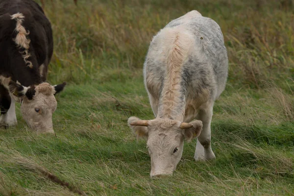 Närbild Kalvar Med Horn Betar Ett Fält Täckt Gräset — Stockfoto