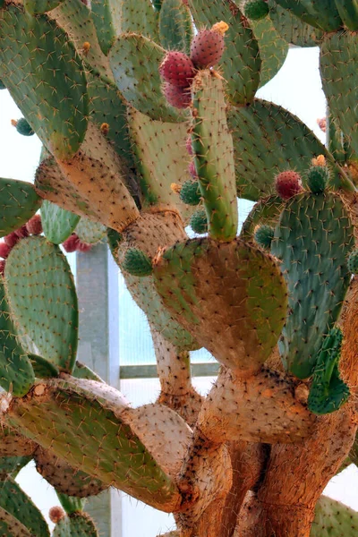 Primer Plano Vertical Nopal Espinoso Con Frutos Rojos Cultivados Desierto —  Fotos de Stock