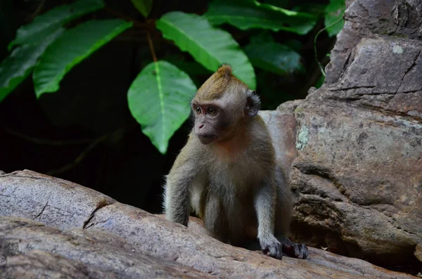 Närbild Söt Baby Macaque — Stockfoto