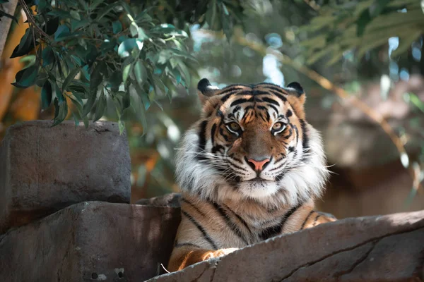Beau Plan Tigre Bengale Mignon — Photo