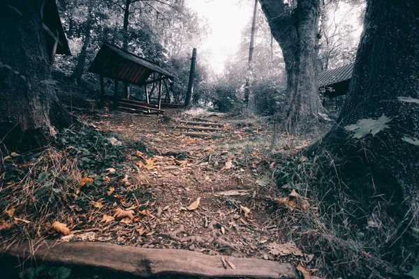 Gloomy Shot Thuringian Forest Environment Germany — Stock Photo, Image