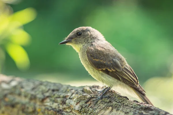 Eine Selektive Fokusaufnahme Eines Spechtfinks Der Auf Einem Ast Sitzt — Stockfoto