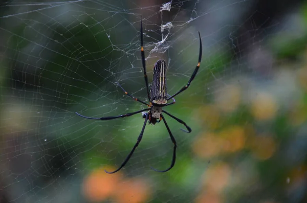 Close Uma Aranha Uma Teia Com Fundo Embaçado — Fotografia de Stock