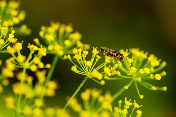 Selektywny Strzał Ostrości Owada Żółtym Apiaceae Zieleni — Zdjęcie stockowe