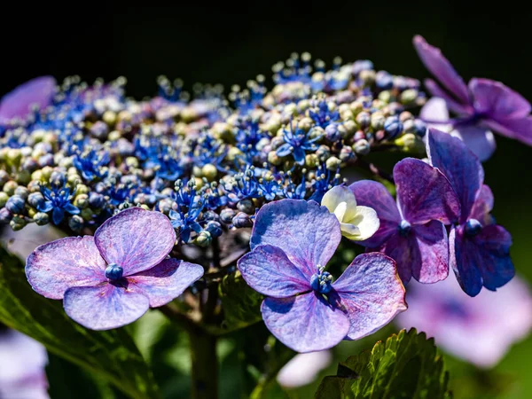 Primer Plano Flores Lindas Bajo Luz Del Sol —  Fotos de Stock