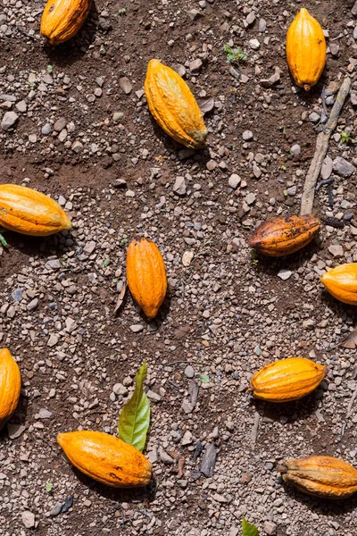 Вертикальний Знімок Плодів Какао Землі — стокове фото