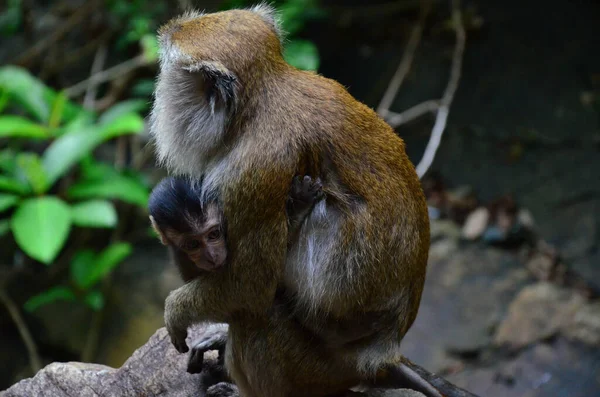 Primer Plano Macaco Adulto Sosteniendo Bebé — Foto de Stock