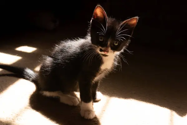 Uma Vista Gatinho Preto Sentado Com Luz Solar Direto Para — Fotografia de Stock