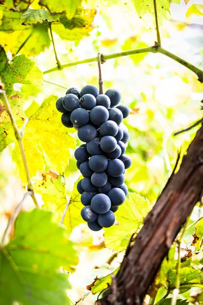 Eine Vertikale Aufnahme Des Weinanbaus Den Reben Bei Tageslicht — Stockfoto