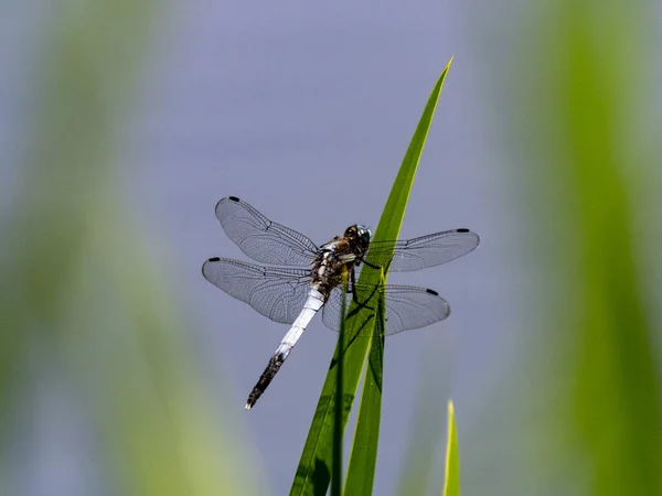 Closeup Common Whitetail Grass — Stock Photo, Image