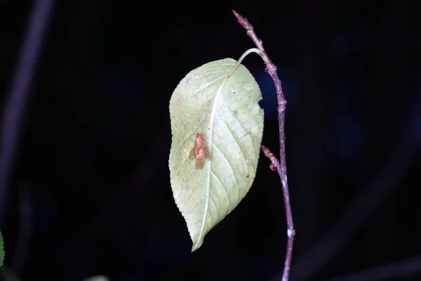 Een Close Van Een Klein Insect Een Groen Blad — Stockfoto