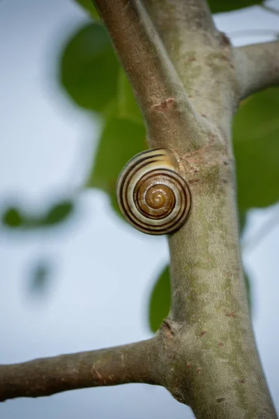 Vertical Shot Snail Tree Branch — Stock Photo, Image