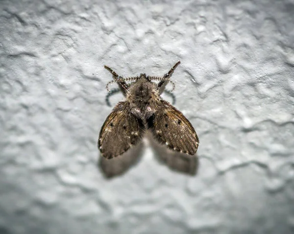 Bir Kelebeğin Seçici Odak Noktası — Stok fotoğraf