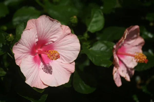 Detailní Záběr Krásné Růžové Ibišky — Stock fotografie