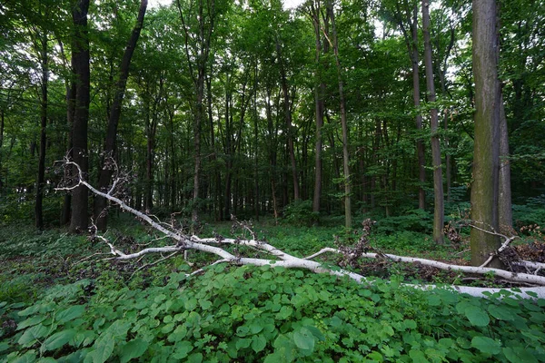 Ormanda Gün Işığında Ağaçların Yeşilliklerin Yakın Çekimi — Stok fotoğraf