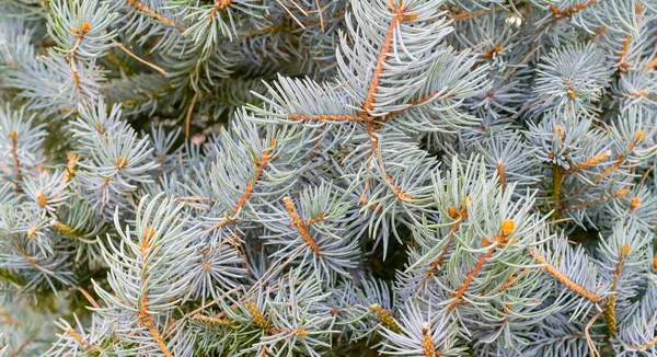 Een Close Van Sparren Takken Kerstmis Vakantie Achtergrond — Stockfoto