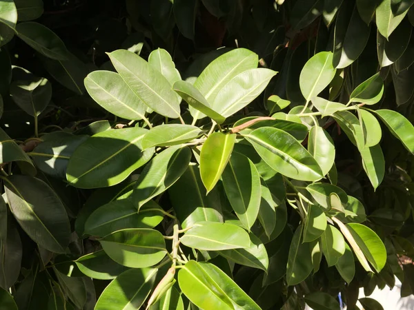 Een Close Shot Van Bladeren Van Een Ficus Boom — Stockfoto