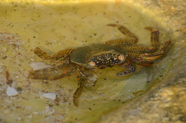 Een Close Opname Van Een Krab Steen Thailand — Stockfoto