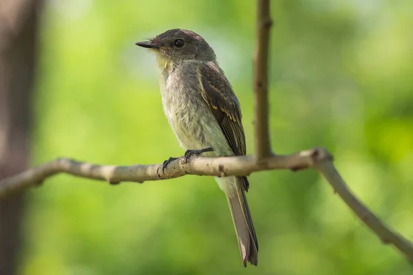 Selective Focus Shot Woodpecker Finch Sitting Branch — Stockfoto