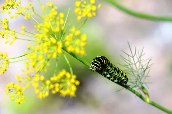 Skarpt Nærbilde Swallowtail Larve – stockfoto