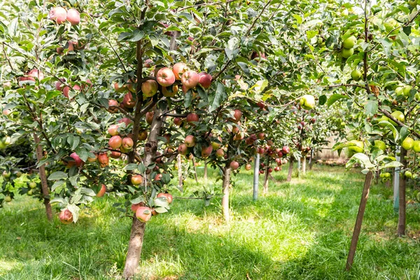 Zbliżenie Ujęcia Rosnących Czerwonych Jabłek Drzewach Ogrodzie — Zdjęcie stockowe