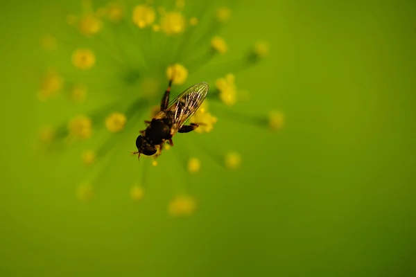 Μια Επιλεκτική Εστίαση Ενός Εντόμου Κίτρινα Apiaceae Στο Πράσινο — Φωτογραφία Αρχείου