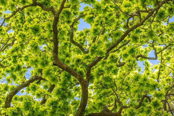 Egy Alacsony Szögű Felvétel Egy Zöld Juharfalevelű Fáról — Stock Fotó