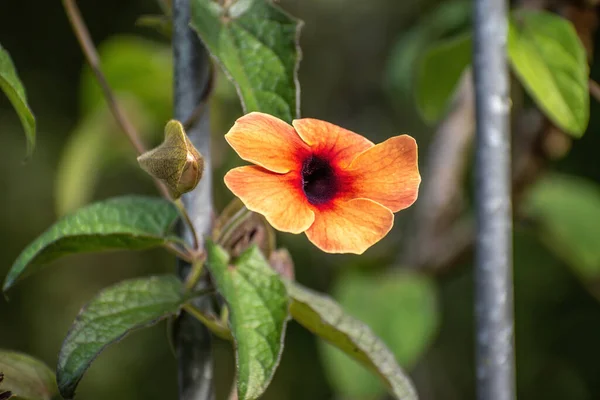 Eine Nahaufnahme Einer Niedlichen Blume Sonnenlicht — Stockfoto