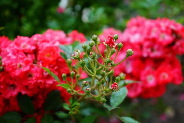 Tiro Close Rosas Rosa Florescendo Vegetação — Fotografia de Stock