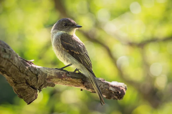 โฟก สการเล อกภาพของฟ Woodpecker งบนสาขา — ภาพถ่ายสต็อก