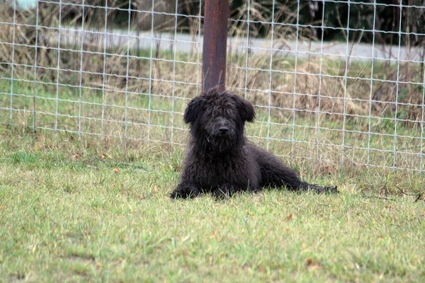 Černý Barbetový Pes Ležící Zelené Trávě — Stock fotografie