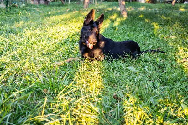草の上に横たわるドイツの羊飼いの犬のクローズアップショット — ストック写真