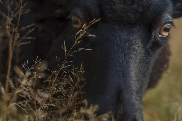 Tiro Perto Uma Cabeça Ovelha Preta — Fotografia de Stock