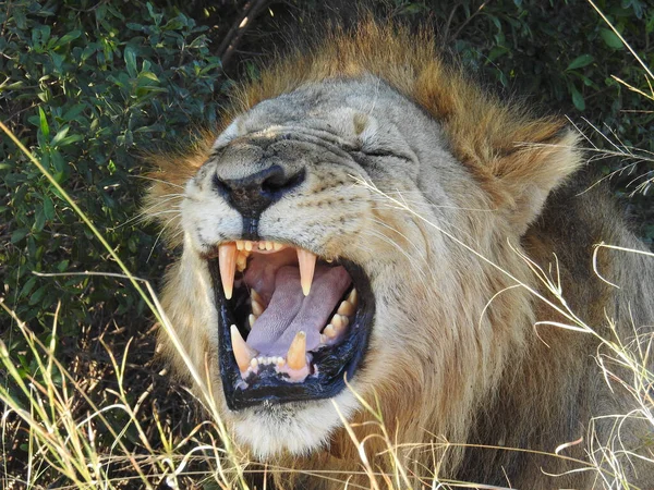 Portrait Lion Avec Énormes Crocs Dans Parc National Etosha Namibie — Photo