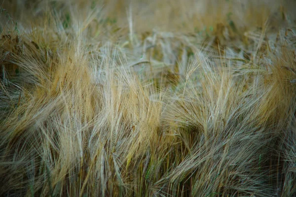 Een Close Van Een Droog Veld Perfect Voor Achtergrond — Stockfoto