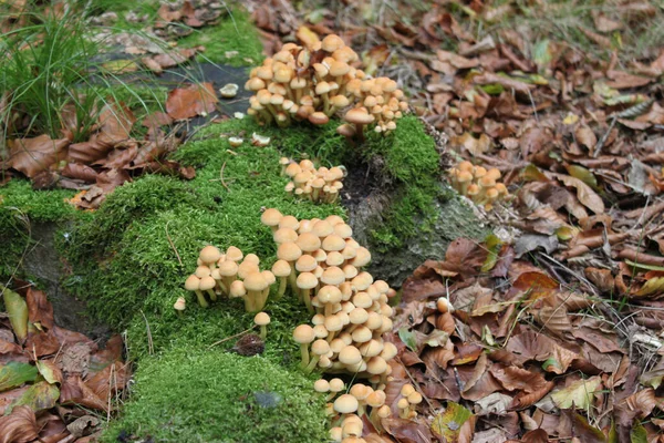 Primer Plano Champiñones Azufre Que Crecen Musgos Bosque Durante Día — Foto de Stock