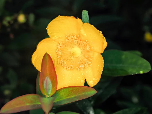 Eine Nahaufnahme Von Niedlichen Blumen Unter Dem Sonnenlicht — Stockfoto