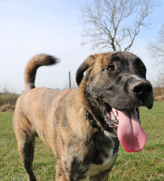 Tiro Perto Boerboel Com Língua Para Fora — Fotografia de Stock