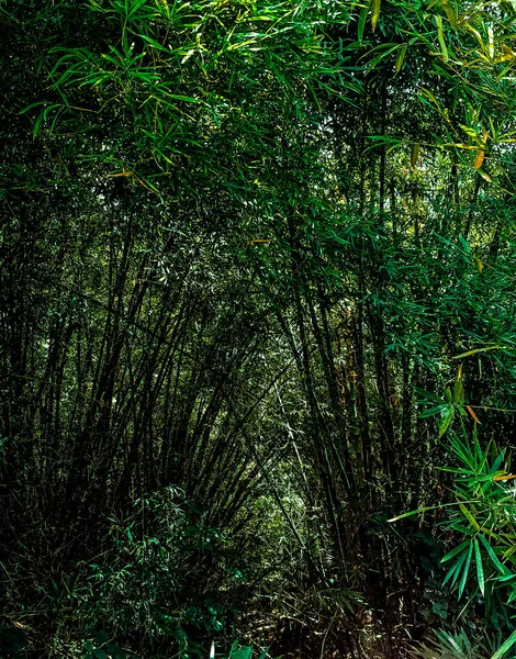 Een Verticaal Shot Van Tropische Bomen Planten Een Park — Stockfoto